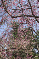 Obraz premium 二和寺と桜