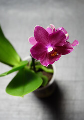 Phalaenopsis micro orchid, a kind of hummingbird, Catalina cultivar. Burgundy small orchid, selective focus, blurred background, vertical shot.
