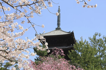 二和寺と桜