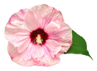 Hibiscus head pink flower grade Cherry Cheesecake isolated on white background