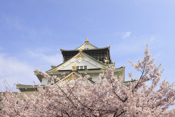 Fototapeta premium 大阪城の桜