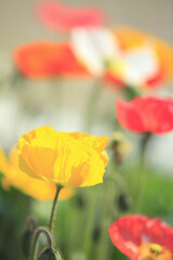 Obraz premium ポピー