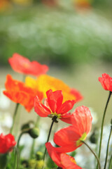 Fototapeta premium ポピー