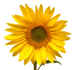 Fototapeta premium Sunflower head isolated on white background. Sun symbol. Flowers yellow, agriculture. Seeds and oil. Flat lay, top view. Bio. Eco. Creative