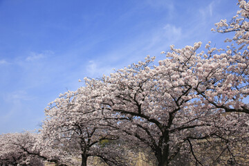 Naklejka premium 大阪城の桜