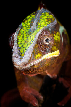 Close Up Look Of Panther Chameleon Stand On A Branch, Colorful Skin Pattern, Isolated With Black Background