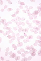 Fototapeta na wymiar 桜の花弁