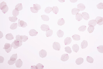 Naklejka na ściany i meble 桜の花弁