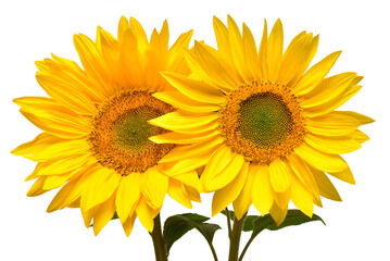 Naklejka premium Sunflowers bouquet isolated on white background. Sun symbol. Flowers yellow, agriculture. Seeds and oil. Flat lay, top view. Bio. Eco. Creative
