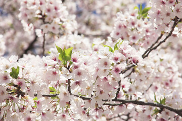 Fototapeta premium 桜