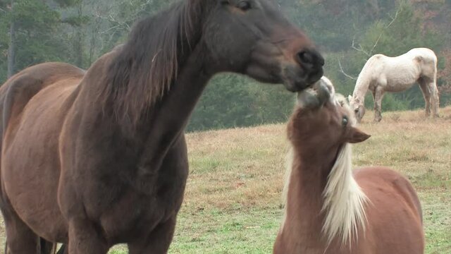 Miniature horse and mule buddy romp and play