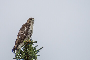 Hawk patiently waiting for it's prey