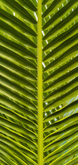 A beautiful pattern of green leaves of coconut with beautiful and blurred background