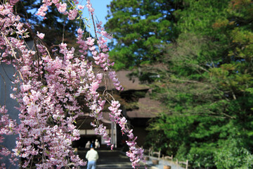 Fototapeta premium 金剛峯寺と枝垂桜