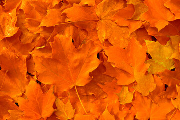 Naklejka na ściany i meble Orange Autumn Maple Leaves
