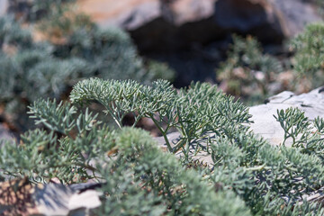 Fototapeta na wymiar green vegetation on the rocks, clear day
