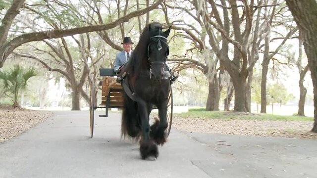 Gypsy Vanner Horse stallion pulling cart