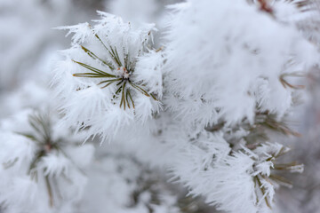 pine branch with green needles in frost close-up