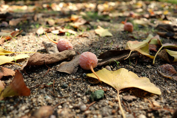 地面に落ちた銀杏の実と葉