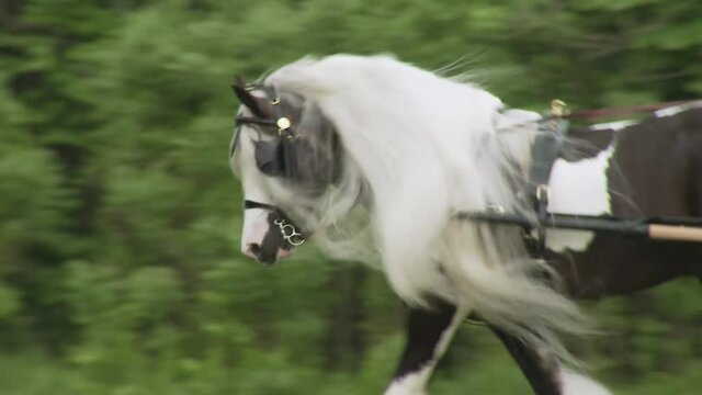 Man in formal attire driving Gypsy Vanner Horse stallion pulling buggy