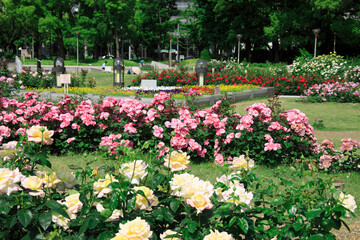 靭公園のバラ園