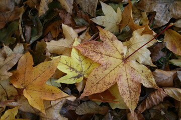 Autumn leaves