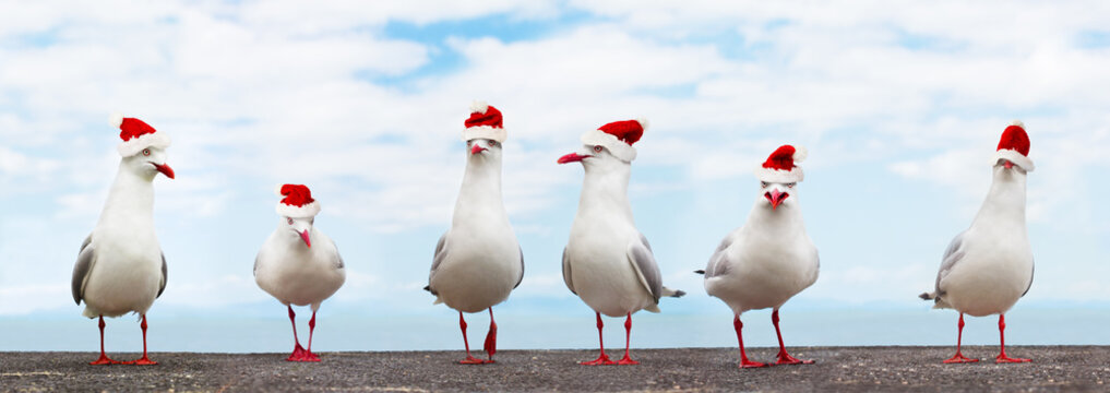 White Seagulls in red christmas hats funny xmas banner