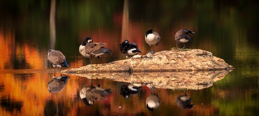 Some geese on a rock in the Fall.