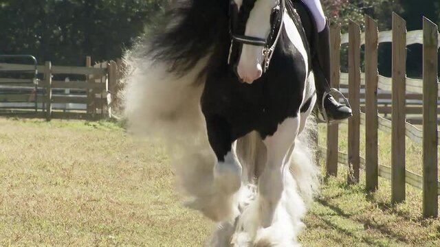 Gypsy Vanner Horse stallion D'Jango being ridden English