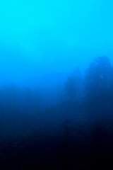 Fototapeta na wymiar 朝靄と木々