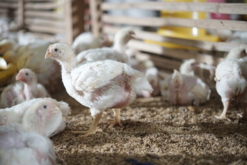 Some chicks are in the cage