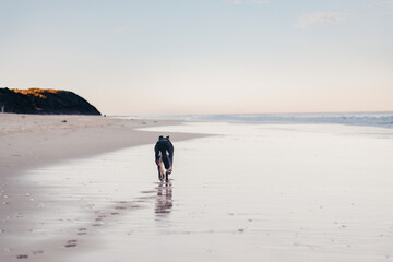 Dog walking along beach