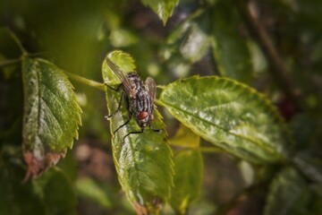 Fototapeta premium fly on leaf
