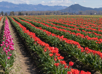 Field of red tulips in Skagit Valley, Washington State
