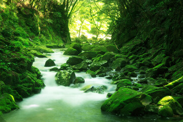 Obraz premium 赤目四十八滝渓谷