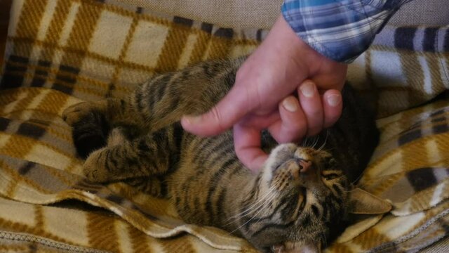 A man's hand plays with a cat in a chair