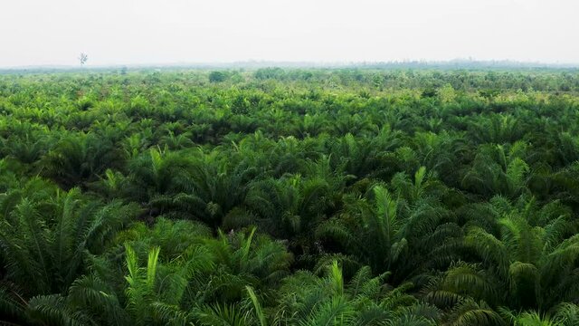 Aerial drone view of a new palm oil plantation in Borneo (Kalimantan) in Indonesia. Deforestation in Indonesia occur often where mostly palm trees replace the remaining jungle.