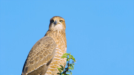 eagle
