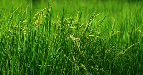 green rice field in countryside of Thailand