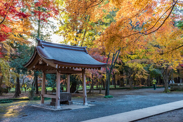 Fototapeta premium 日本の風景 手水舎と紅葉 平林寺（埼玉県）