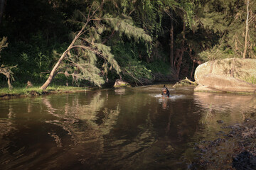 Rottweiler swimming in beautiful natural river. Active dog on holiday.