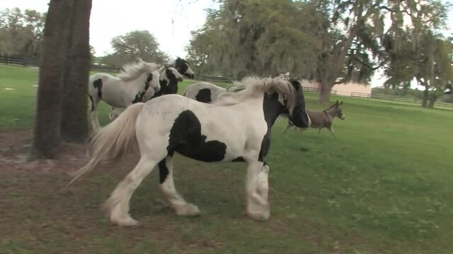 Herd of Gypsy Vanner Horse colts and fillies run unbridled following moving camera