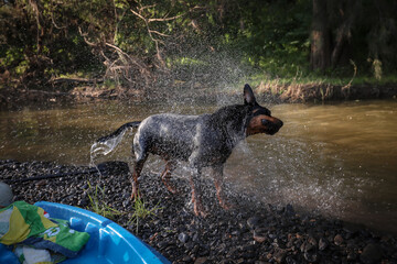 Wet dog shaking off excess water after swimming in river