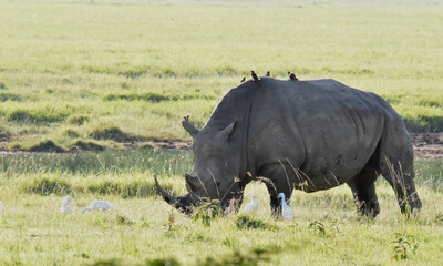 Obraz premium rhino in the wild