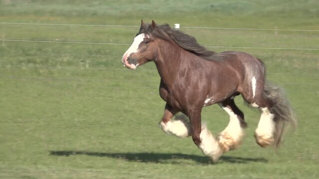 Gypsy  Horse stallion sequence running unbridled at liberty