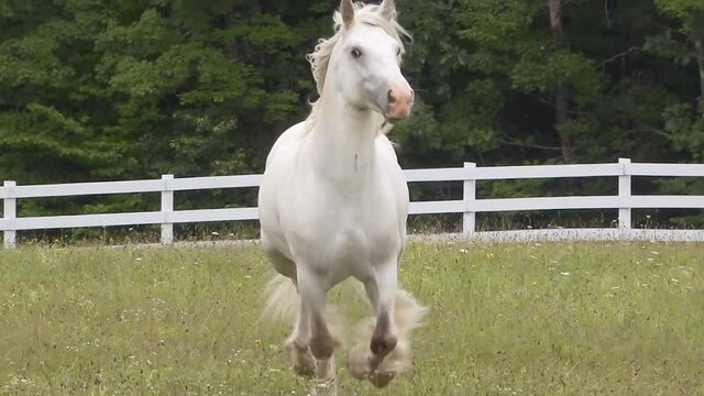 Gypsy  Horse stallion sequence running unbridled at liberty