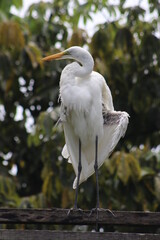 great heron