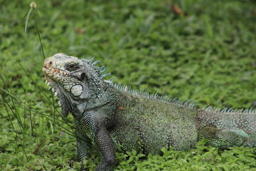 iguana in the zoo