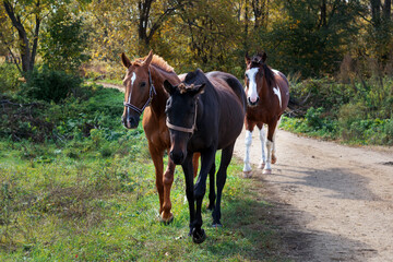 A young girl sits on a horse and rides a black horse on a Sunny day.Photos of different horses.