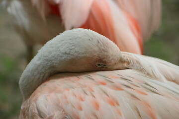 Fototapeta premium pink flamingo portrait